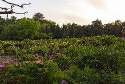 Garden paths and a hilltop pavilion in Jingshan Park